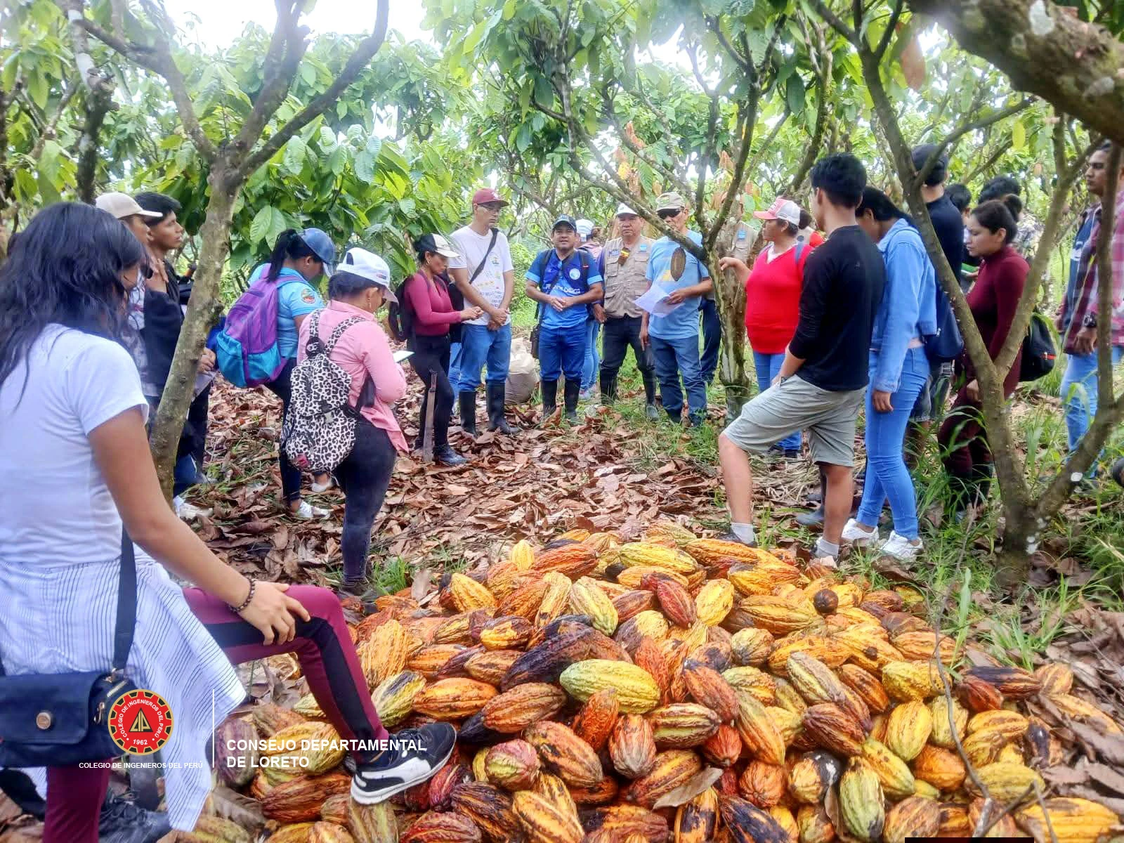🌱🌿 FORTALECIENDO CAPACIDADES EN EL CULTIVO DE CACAO EN REQUENA